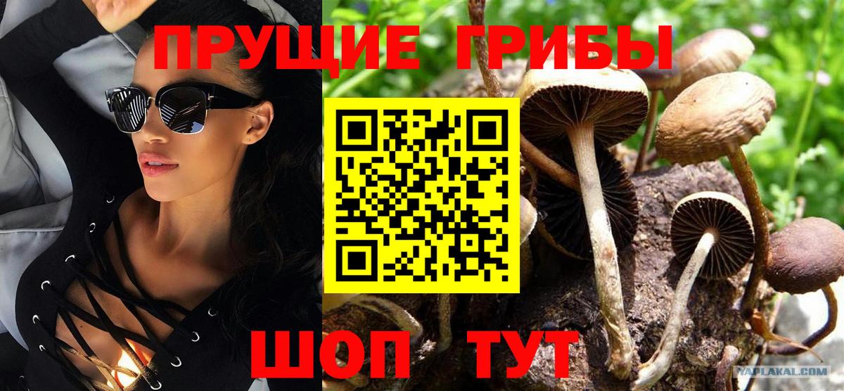 Черкесск  как найти закладки  Вход с VPN  Псилоцибиновые грибы GOLDEN TEACHER 